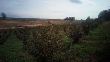 Terreno agricolo noccioleto